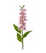Honey Blossom Stalk 32”