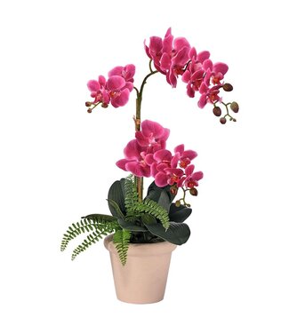23" Phalaenopsis and Fern in Terracotta Pot