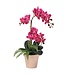 23" Phalaenopsis and Fern in Terracotta Pot