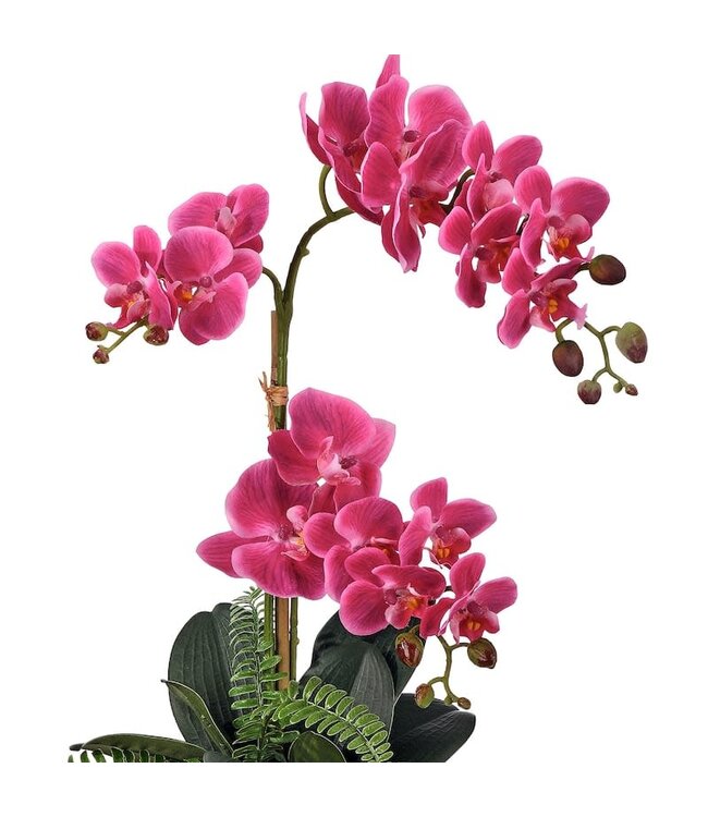 23" Phalaenopsis and Fern in Terracotta Pot