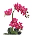 23" Phalaenopsis and Fern in Terracotta Pot