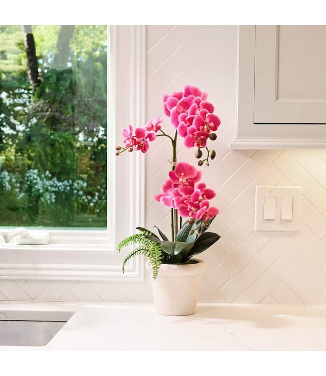 23" Phalaenopsis and Fern in Terracotta Pot