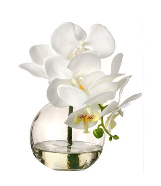 10" Phaleanopsis X6+3 Bud in Illusion