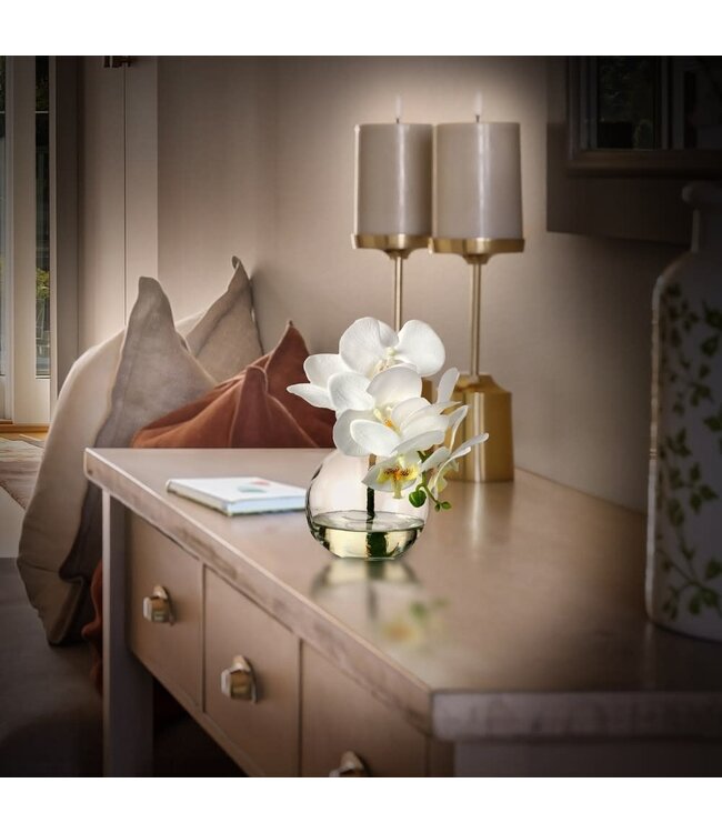 10" Phaleanopsis X6+3 Bud in Illusion