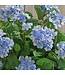 27" UV Hanging Hydrangea Plant