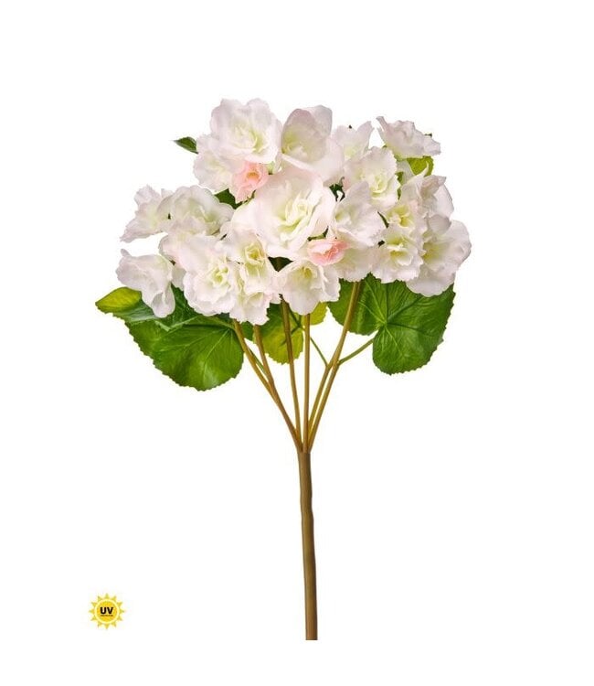 17" UV Summer Reiger Begonia Plant