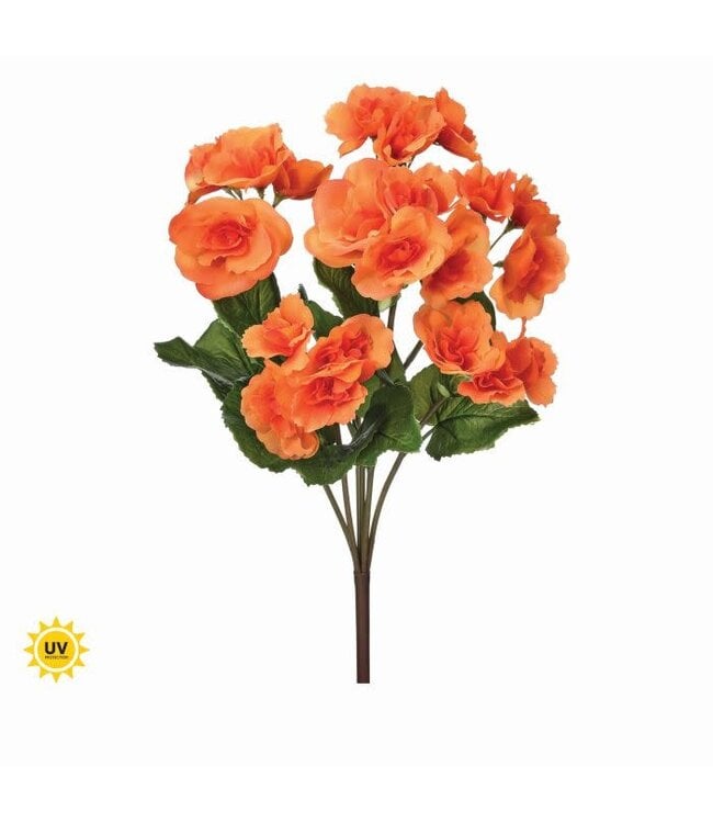 17" UV Summer Reiger Begonia Plant