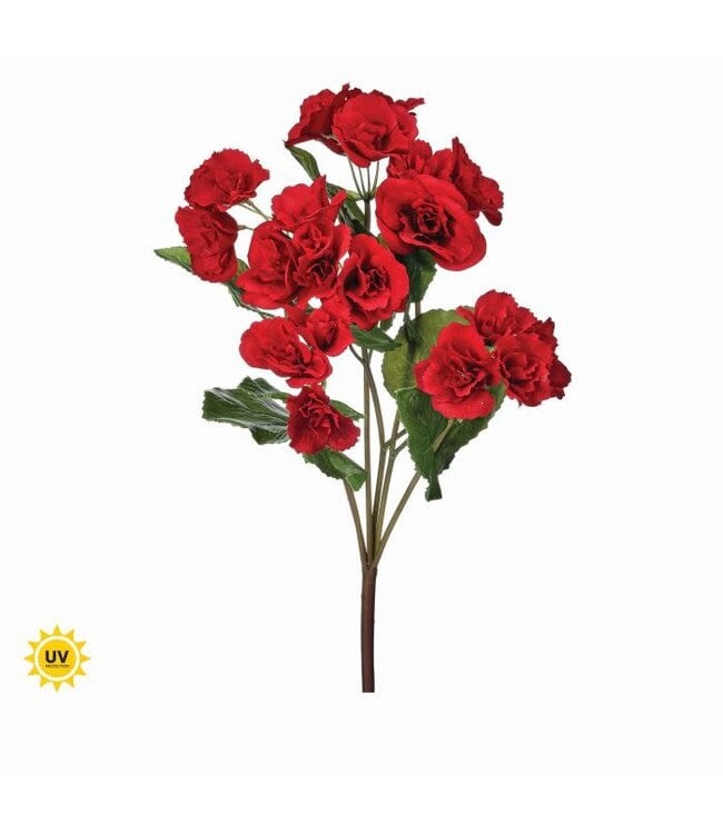 17" UV Summer Reiger Begonia Plant