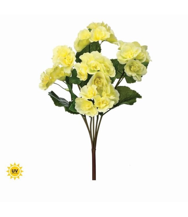 17" UV Summer Reiger Begonia Plant