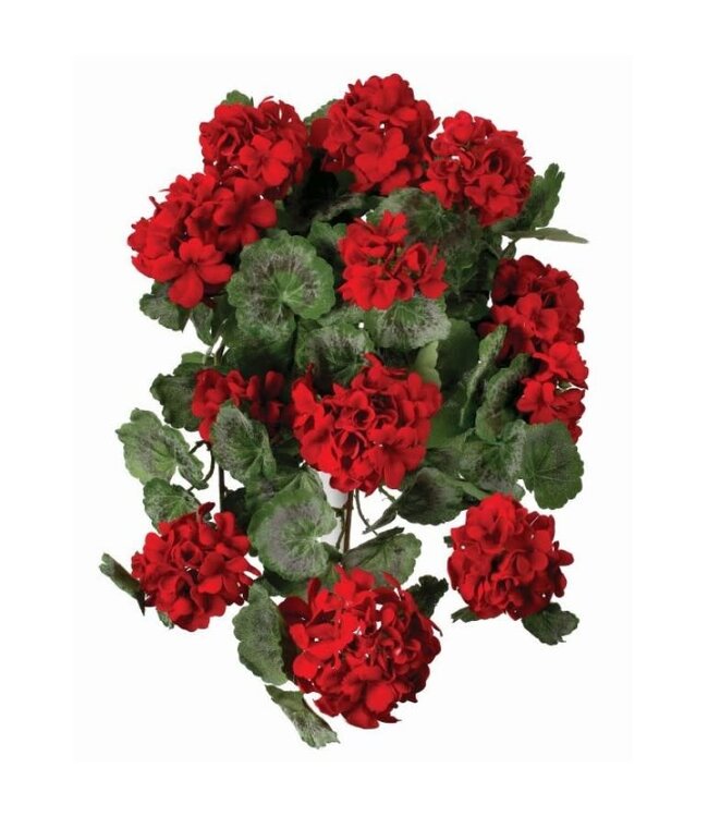 22" Hanging Summer Geranium Plant