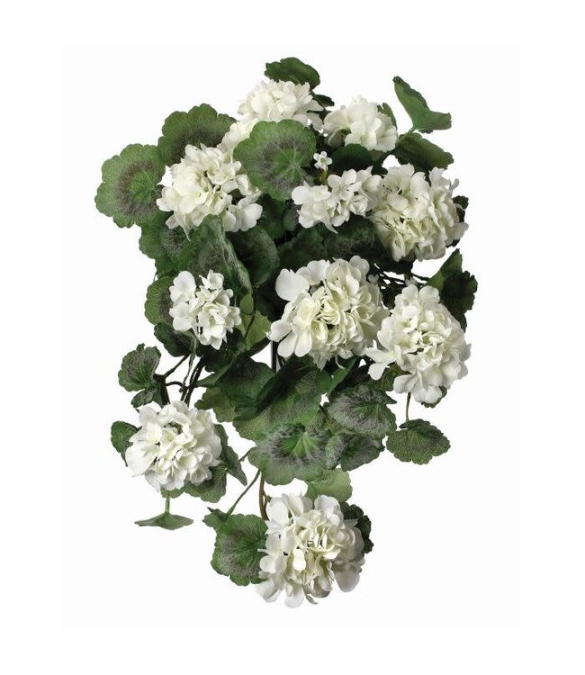 22" Hanging Summer Geranium Plant