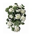 22" Hanging Summer Geranium Plant