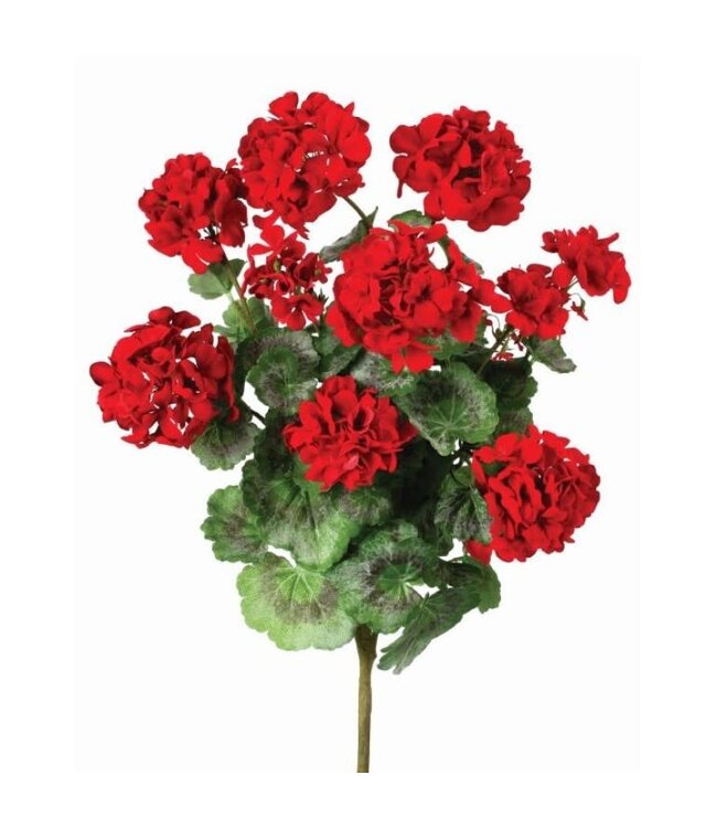 24" Summer Geranium Plant