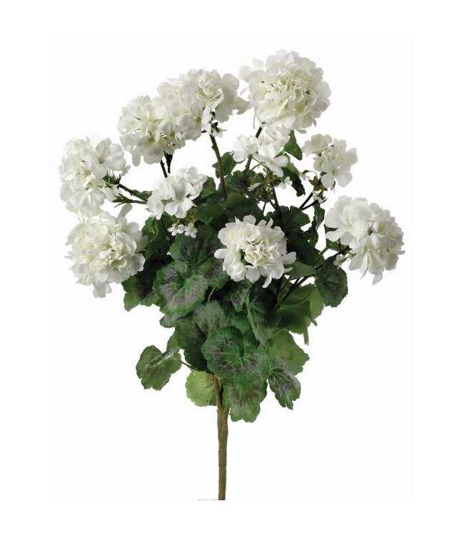 24" Summer Geranium Plant