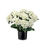 22" Potted Garden Hydrangea