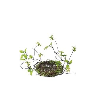 6” Baby Tears Nest W/Vine