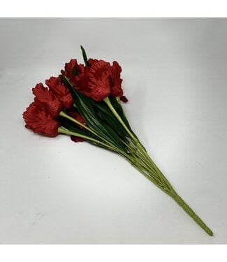 21 IN Tulip Bush X 12