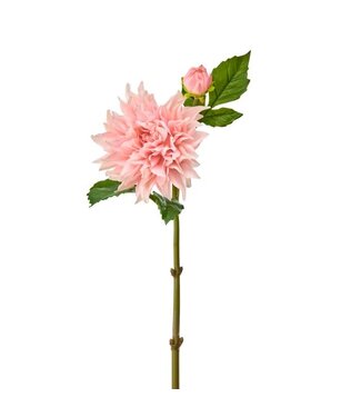 Just Cut Grand Dahlia + Bud 28”