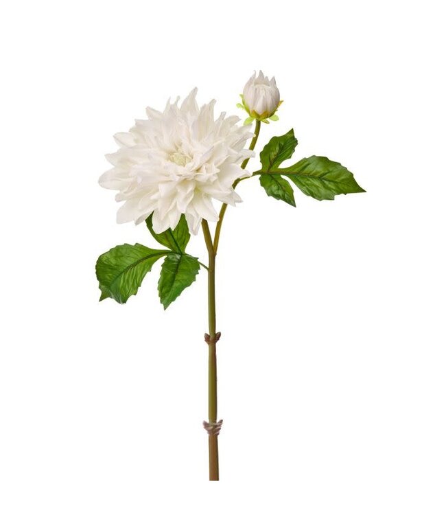 Just Cut Grand Dahlia + Bud 28”