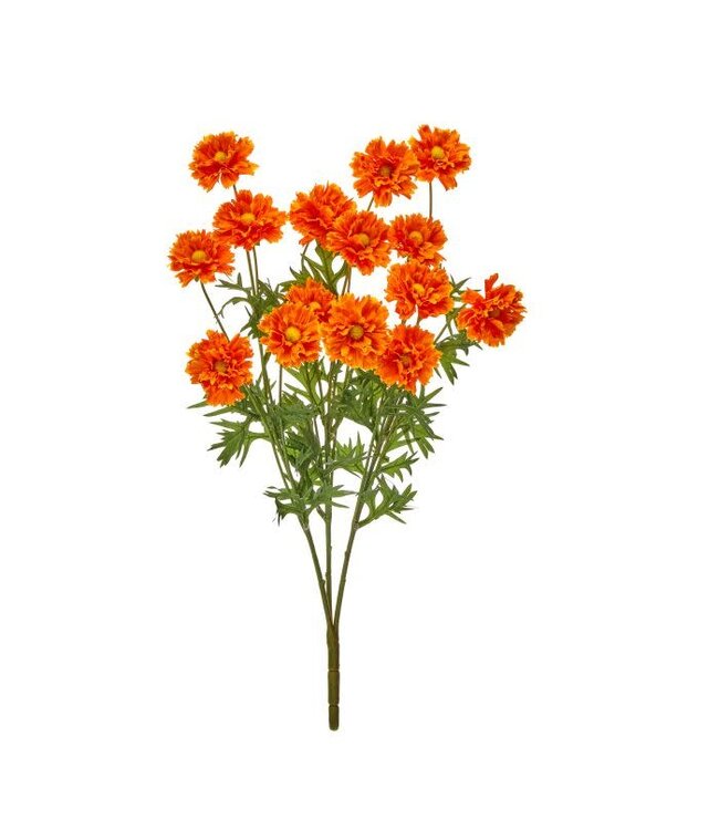 Ruffle Cosmos Bush X3 20”