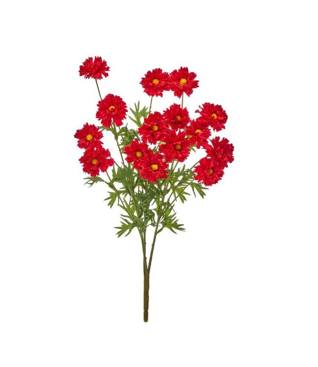 Ruffle Cosmos Bush X3 20”