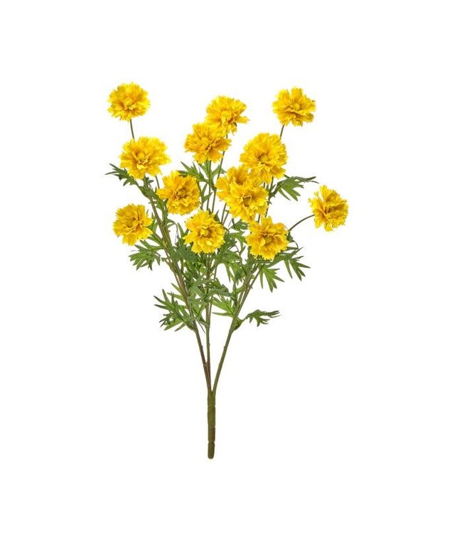 Ruffle Cosmos Bush X3 20”