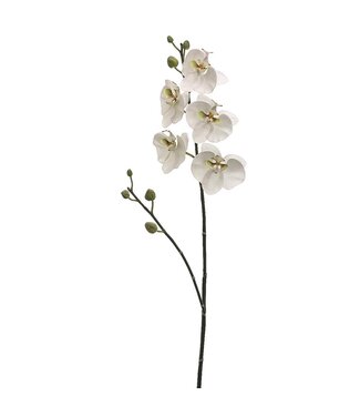 38 Inch Phalaenopsis Orchid Spray