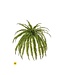 Uv Jumbo Boston Fern 45”WX57”L