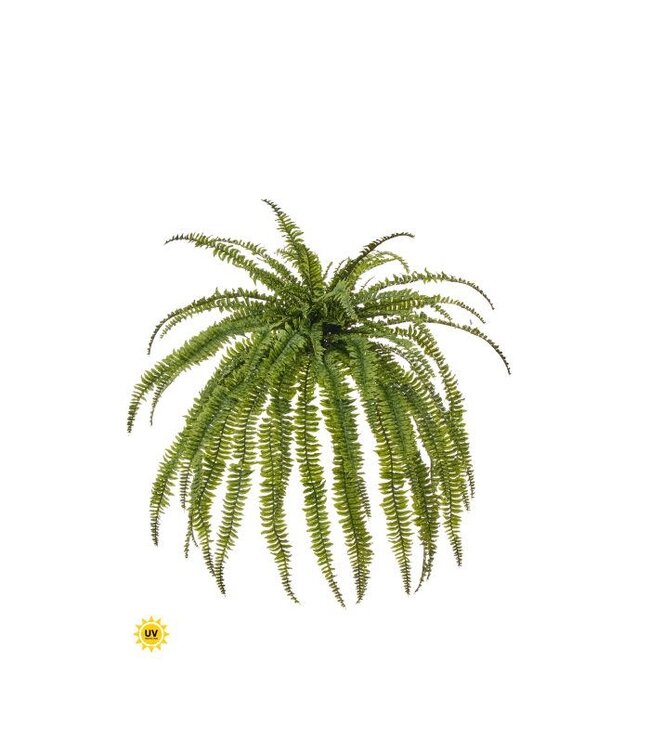 Uv Jumbo Boston Fern 45”WX57”L