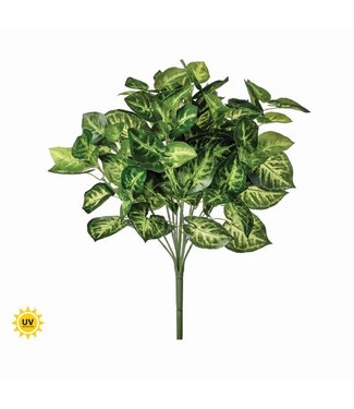 Pu Uv Nephthytis Bush 17"