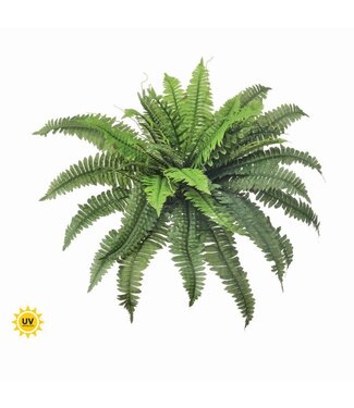 30” Uv Estate Boston Fern X40