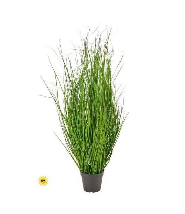 Uv Ptd Fountain Grass