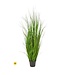 Uv Ptd Fountain Grass