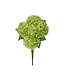 17” Mini Spring Hydrangea Bush X5