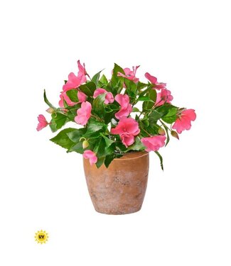 Uv Impatiens in Clay Pot 12”