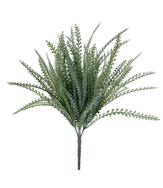 19"L Button Fern Bush x 7