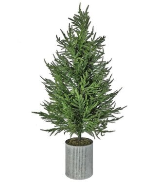 50" Potted Norfolk Pine Tree