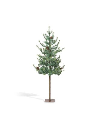 Blue Spruce Alpine Tree
