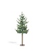 Blue Spruce Alpine Tree