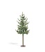 Blue Spruce Alpine Tree
