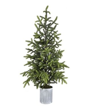 60" Potted Norway Spruce Tree