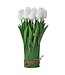 12” Eva Tulip Centerpiece With Leaves