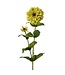 30" Garden Zinnia Bud