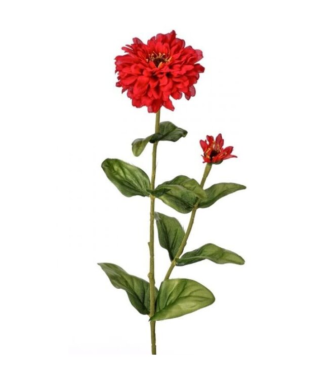 30" Garden Zinnia Bud