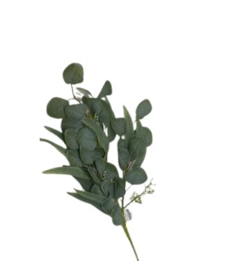 33 In Willow Eucalyptus