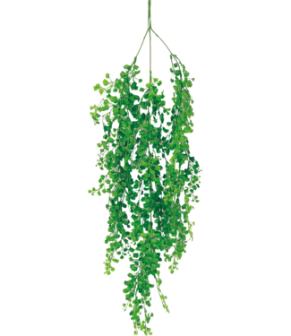 33 Maiden Hair Hanging