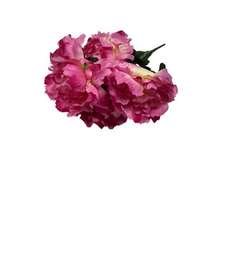 Peony Bush X7 BTY 1/8DZ/11"