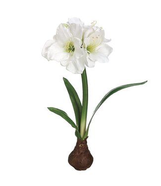 21" Standing Amaryllis with Bulb