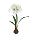 21" Standing Amaryllis with Bulb