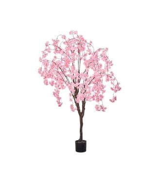 6' Weeping Cherry Tree